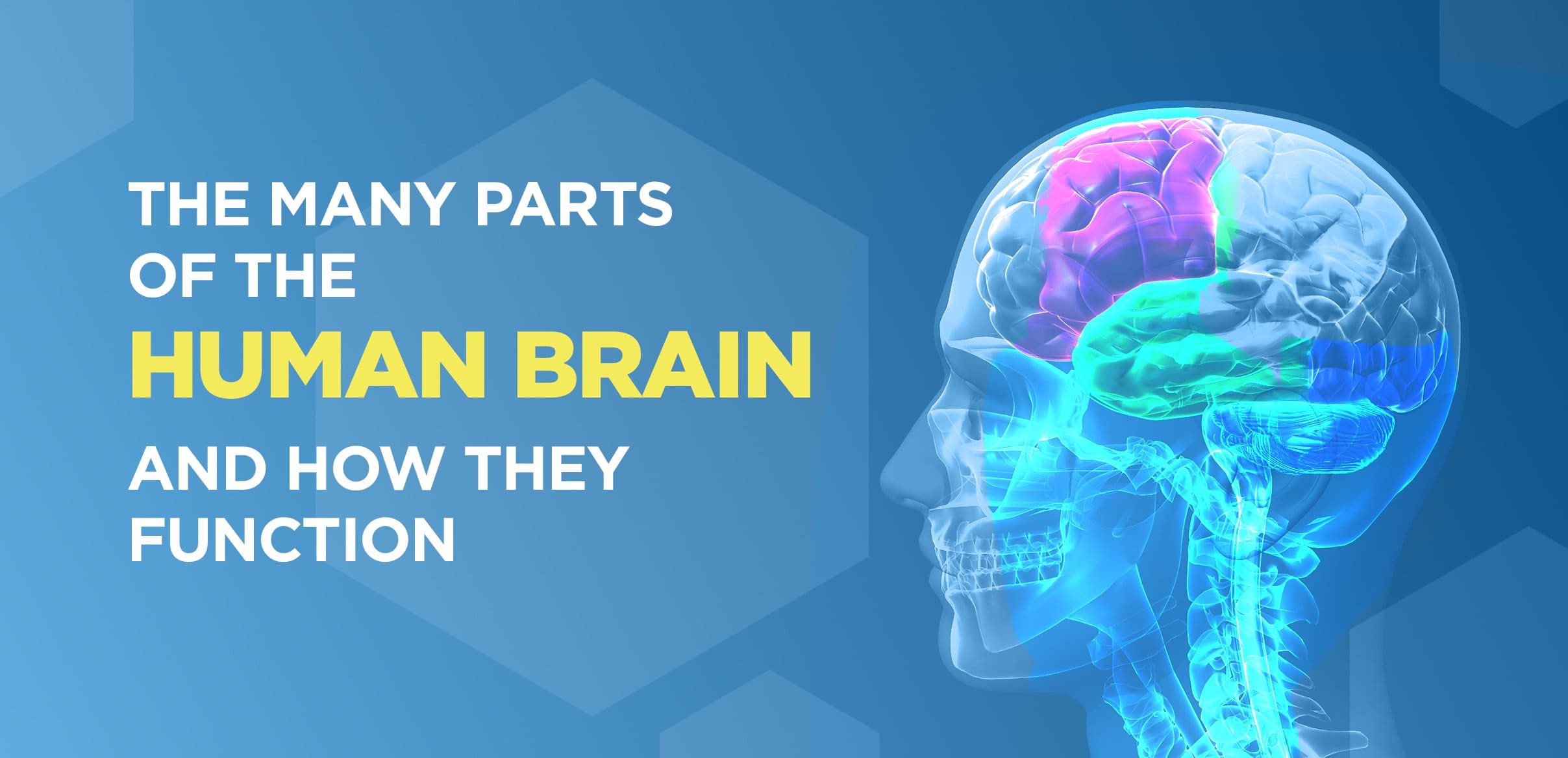 The Many Parts of the Human Brain and How They Function